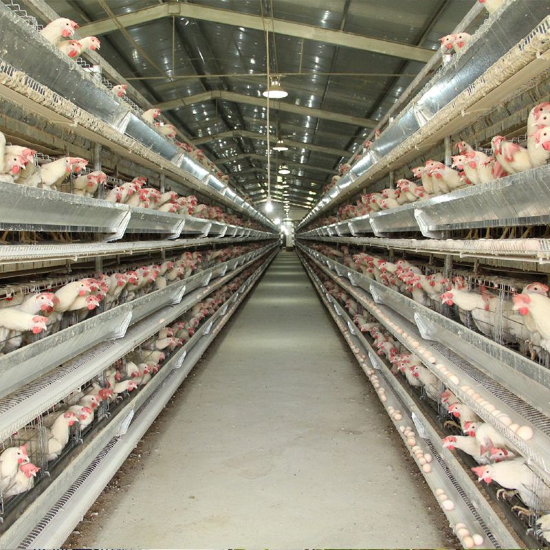 自动化养殖设备